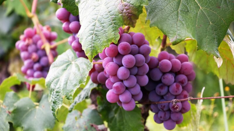 Purple grapes are growing well