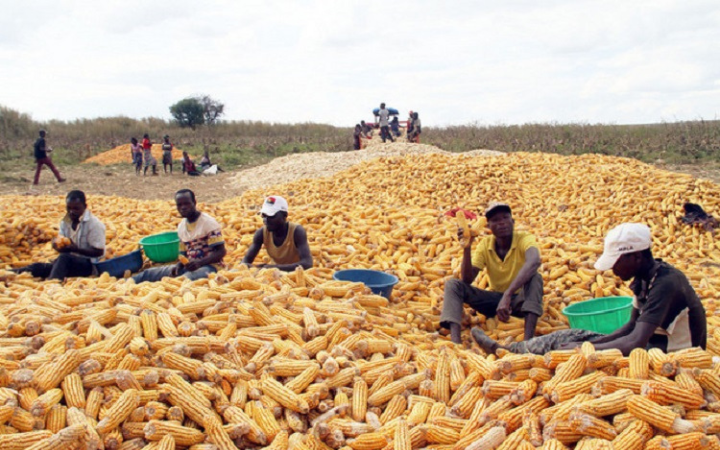Fazenda Unicanda de Isabel dos Santos produziu milho em grande escala em menos de 3 anos